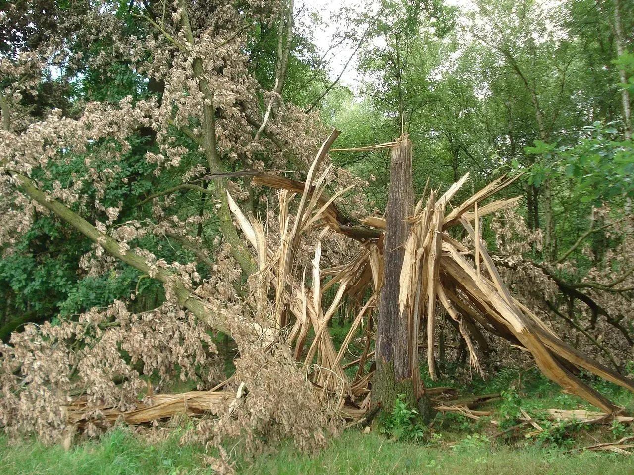 A tree trunk snapped and splintered partway up, with its broken crown on the ground among green trees